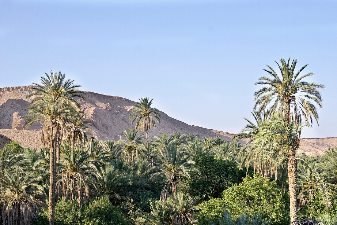 Dattelpalmen im Sonnenlicht, Mides, Gouvernorat Tozeur, Tunesien, Afrika