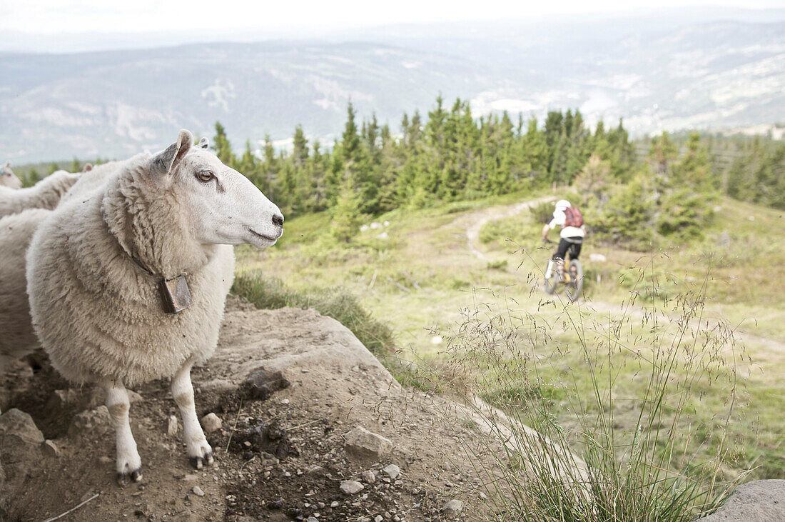 Mountainbiker riding past a flock of sheep in the mountains, Lillehammer, Norway