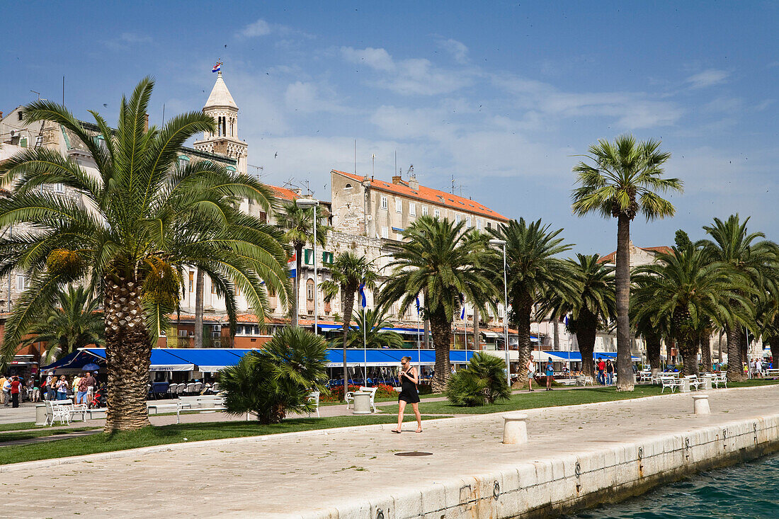 Palmen an der Uferpromenade  im Sonnenlicht, Riva, Split, Dalmatien, Kroatien, Europa