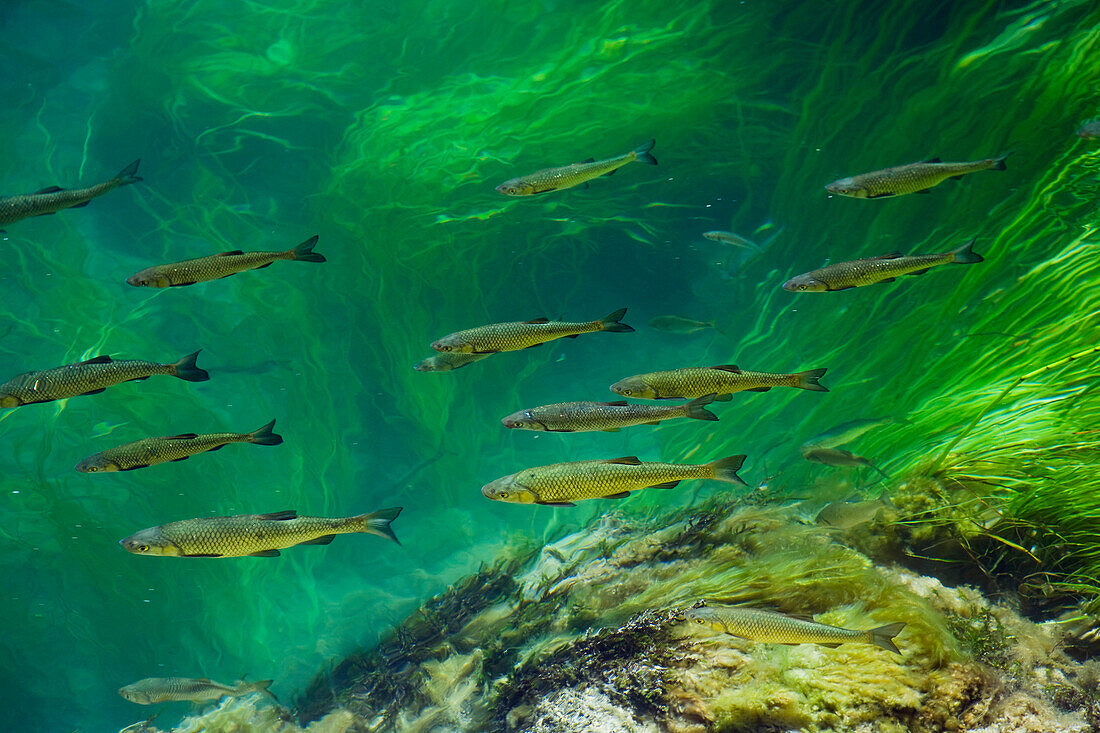 Fische in fließendem Gewaesser, Krka Nationalpark, Dalmatien, Kroatien, Europa