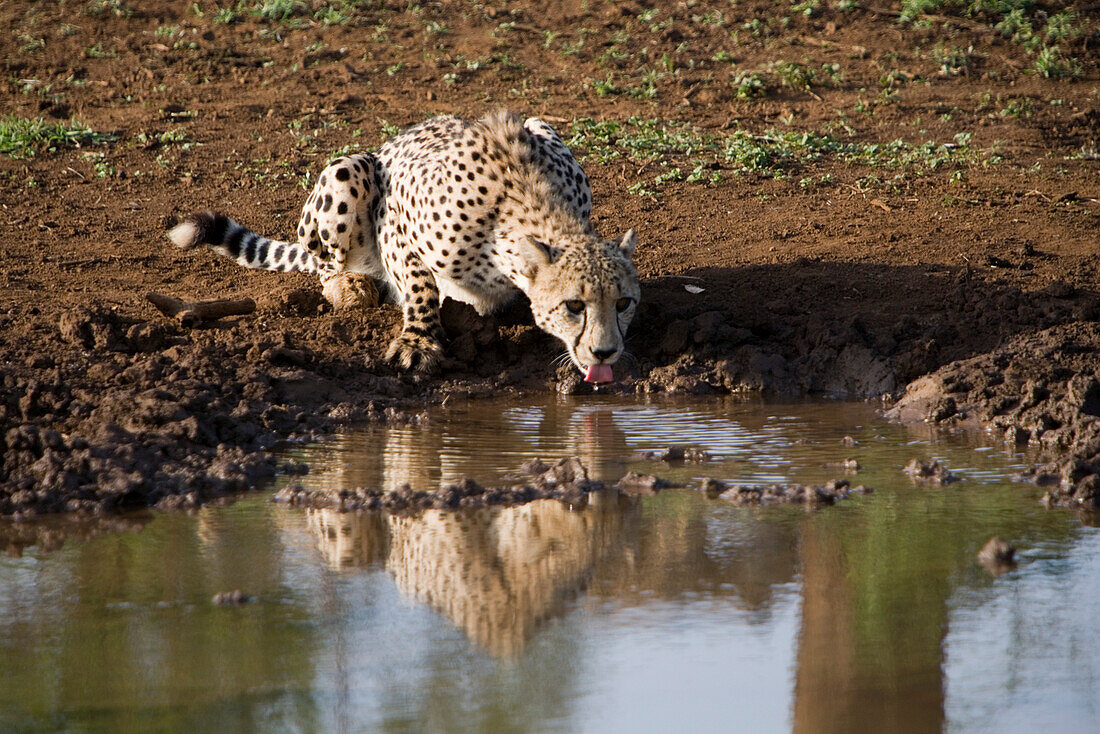 Cheetah at a water hole seen during a safari, Phinda Resource Reserve, KwaZulu-Natal, South Africa, Africa