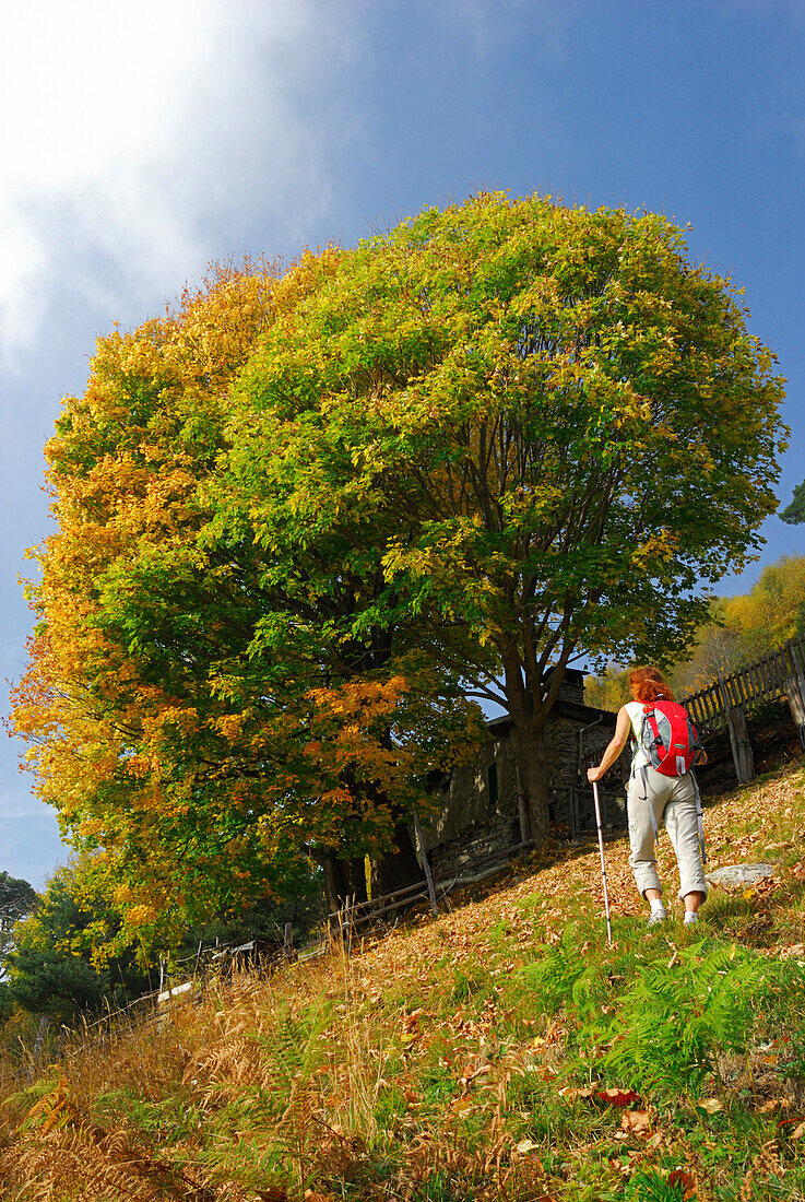 Frau wandert zu Almhütte, Bergell, Colico, Sondrio, Lombardei, Italien