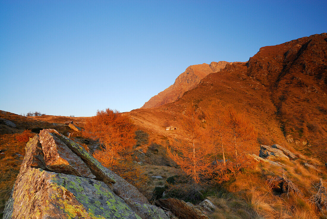 Herbstlich verfärbte Lärchen im Abendlicht, Monte Legnone, Bergamasker Alpen, Como, Lombardei, Italien