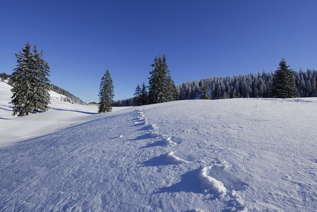 Footprints in powder snow, Hochries, Chiemgau Alps, Chiemgau, Bavaria, Germany