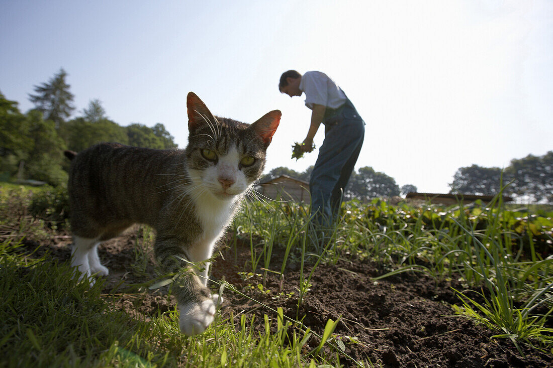 Farmer harvesting herbs, cat in foreground, biological dynamic (bio-dynamic) farming, Demeter, Lower Saxony, Germany