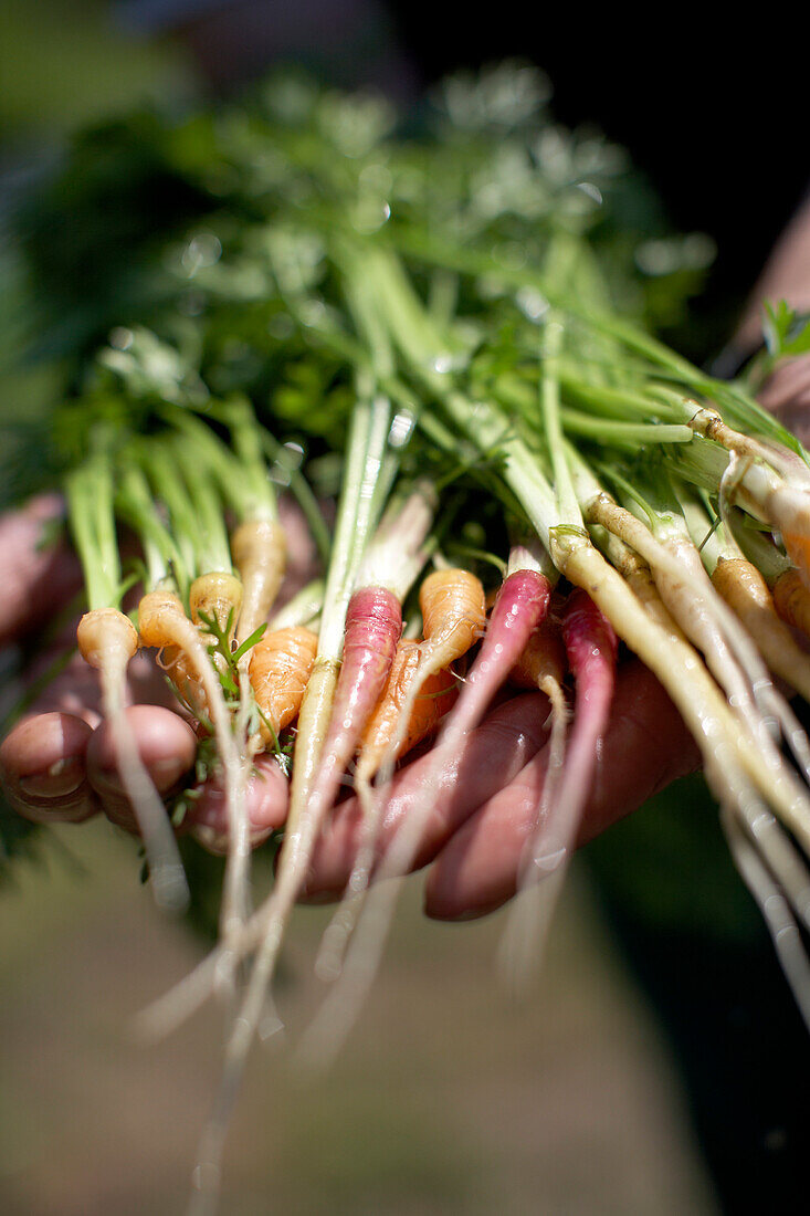 Freshly carrots, biological dynamic (bio-dynamic) farming, Demeter, Lower Saxony, Germany