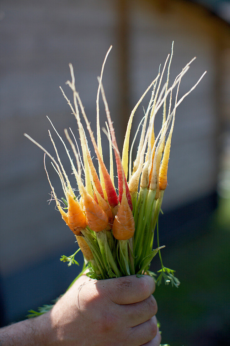 Frische Karotten, biologisch-dynamische Landwirtschaft, Demeter, Niedersachsen, Deutschland