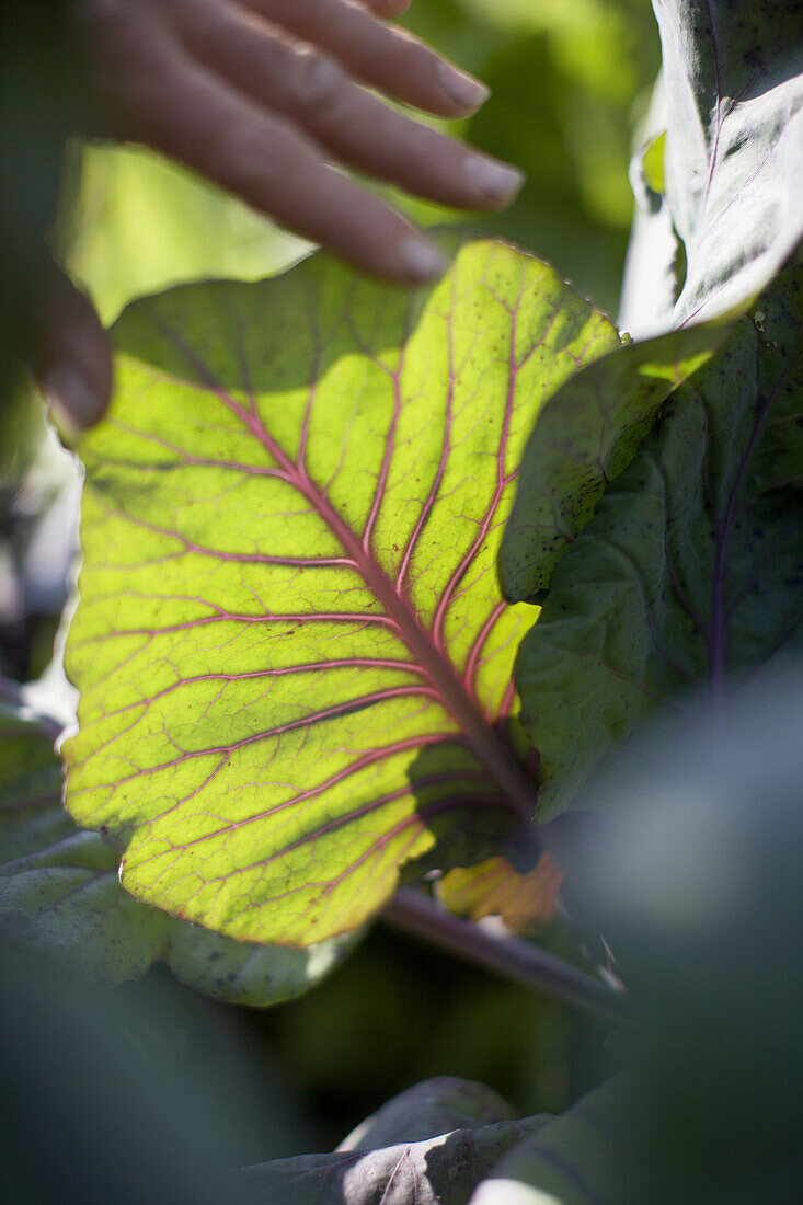 Leaf, red pointed cabbage, biological dynamic (bio-dynamic) farming, Demeter, Lower Saxony, Germany