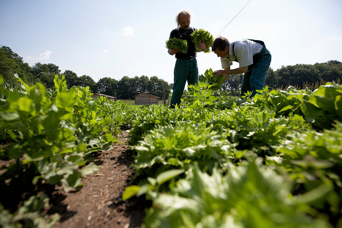 Landwirte im Salatfeld, biologisch-dynamische Landwirtschaft, Demeter, Niedersachsen, Deutschland