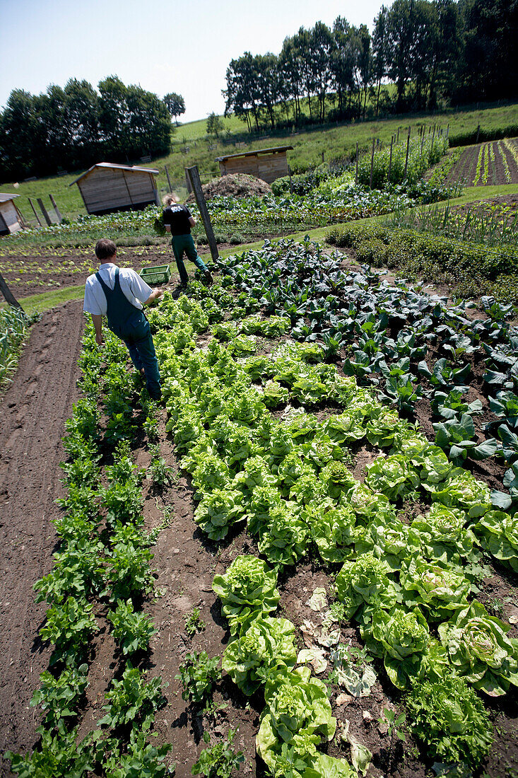 Farmer harvesting lettuce, biological dynamic (bio-dynamic) farming, Demeter, Lower Saxony, Germany