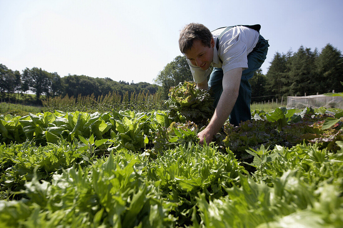 Landwirt im Salatfeld, biologisch-dynamische Landwirtschaft, Demeter, Niedersachsen, Deutschland