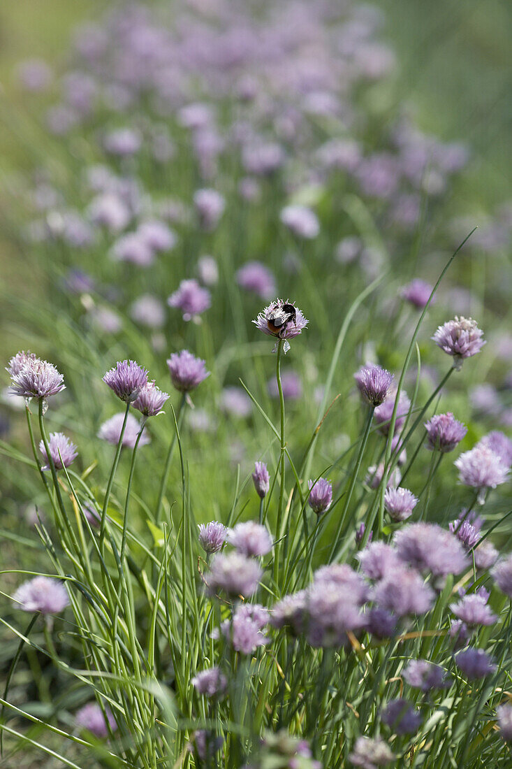 Blooming french chive, biological dynamic (bio-dynamic) farming, Demeter, Lower Saxony, Germany