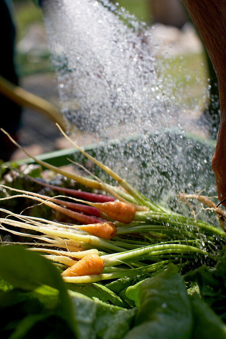 Reinigen von Karotten, biologisch-dynamische Landwirtschaft, Demeter, Niedersachsen, Deutschland