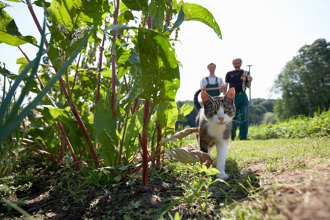 Katze bei Wildem Tabak, biologisch-dynamische Landwirtschaft, Demeter, Niedersachsen, Deutschland