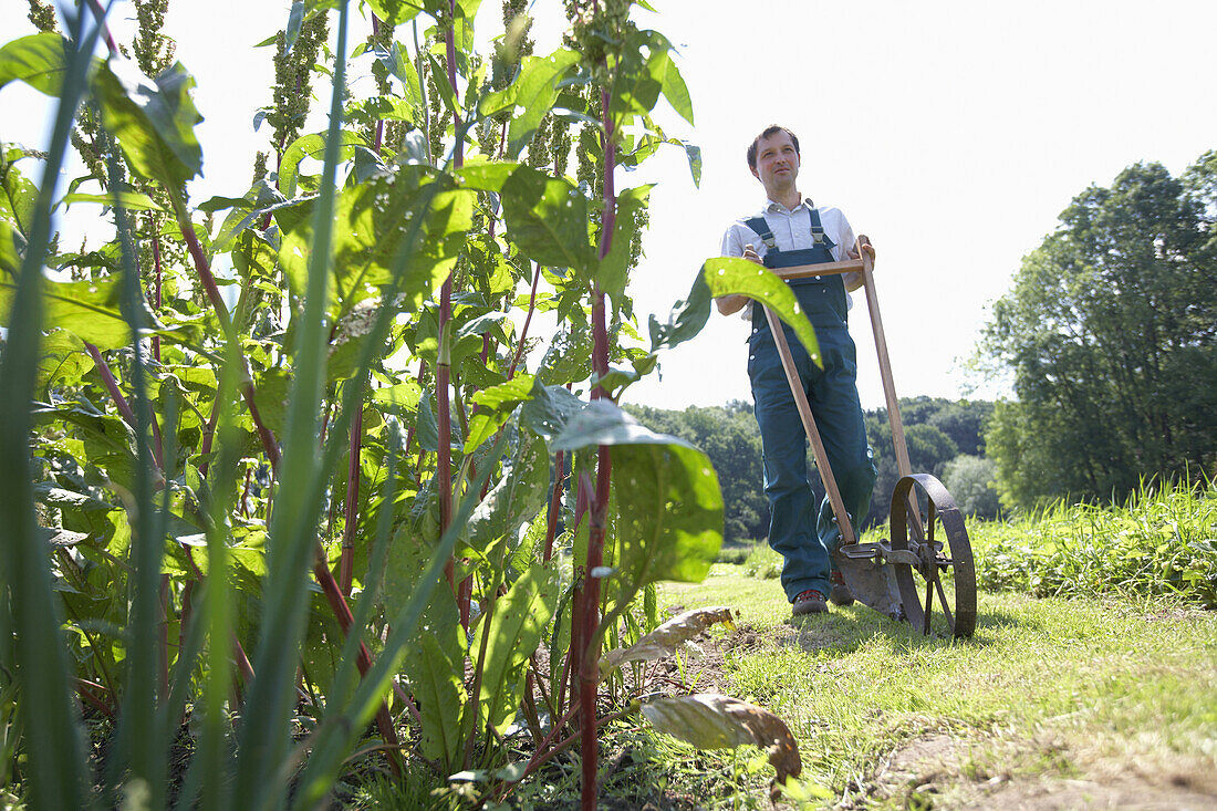 Farmer with cultivator, biological dynamic (bio-dynamic) farming, Demeter, Lower Saxony, Germany