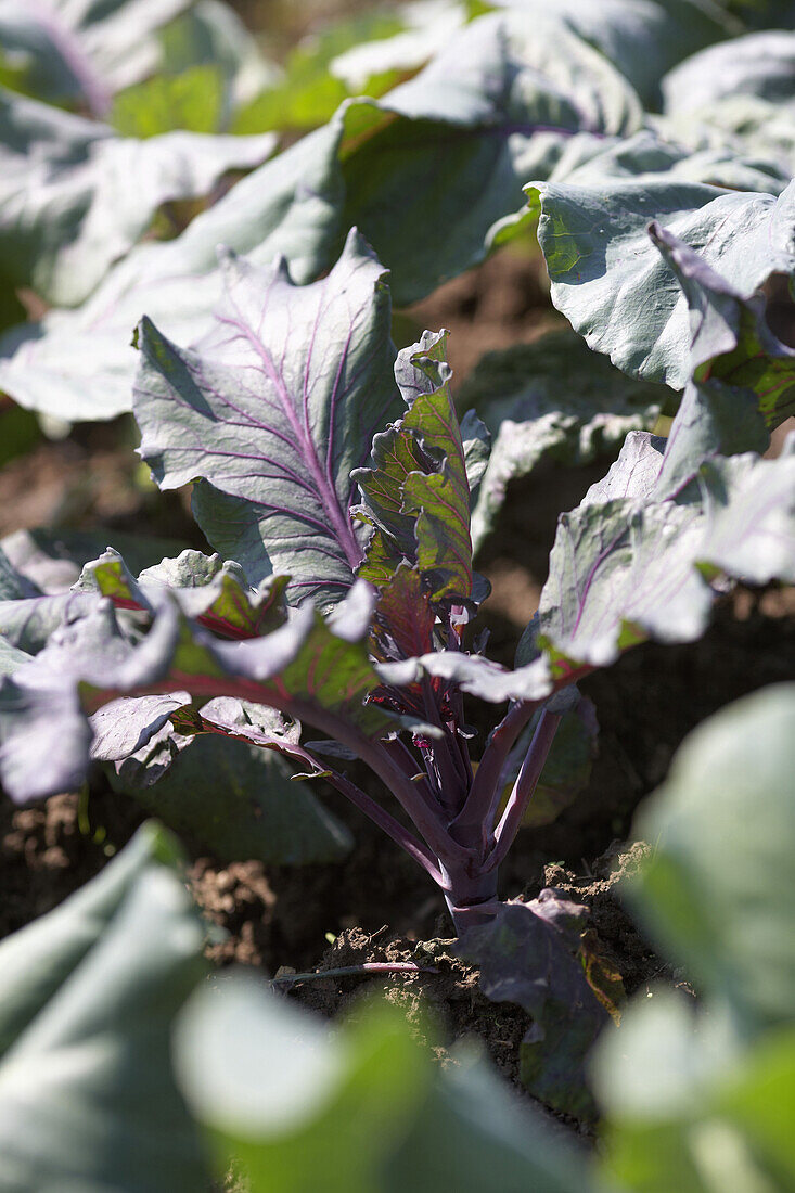 Red cauliflower, biological dynamic (bio-dynamic) farming, Demeter, Lower Saxony, Germany