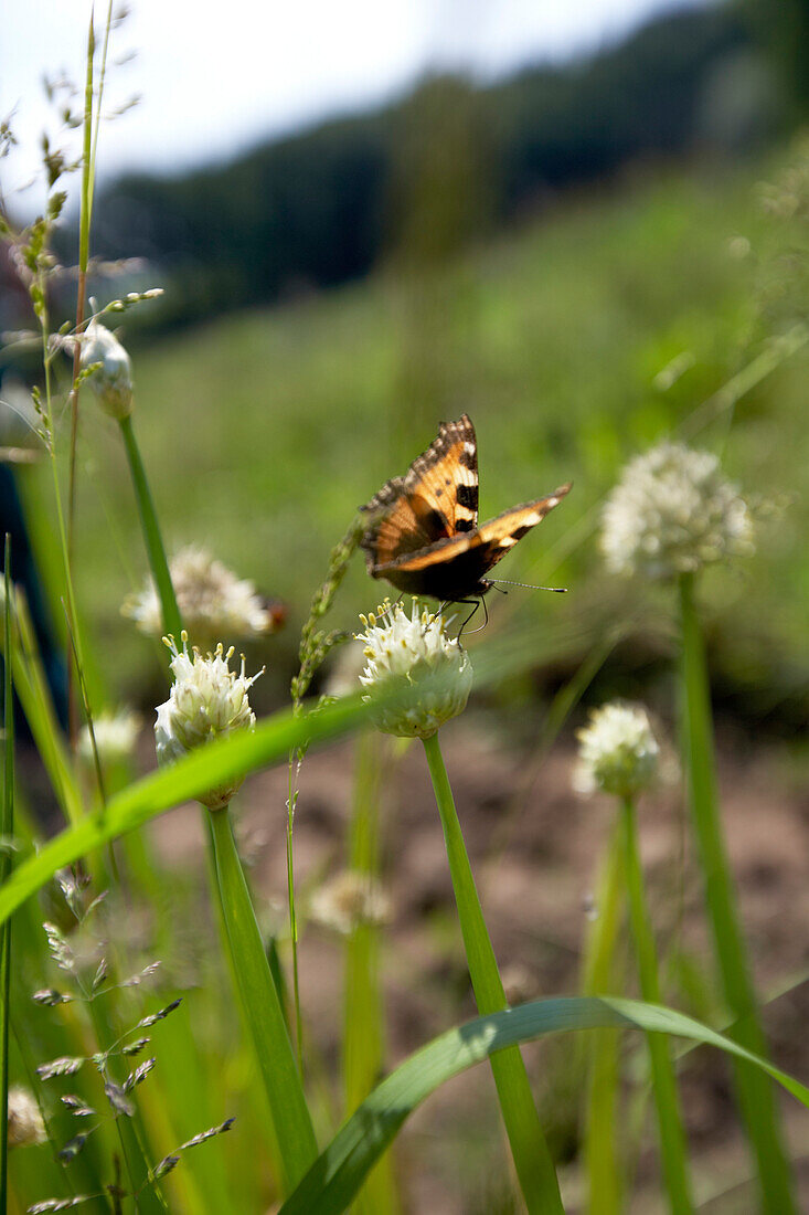 Small Tortoiseshell on welsh onion, biological dynamic (bio-dynamic) farming, Demeter, Lower Saxony, Germany