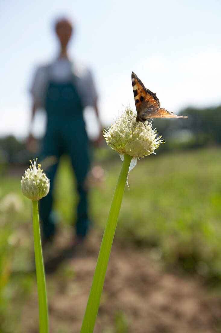 Small Tortoiseshell on welsh onion, biological dynamic (bio-dynamic) farming, Demeter, Lower Saxony, Germany