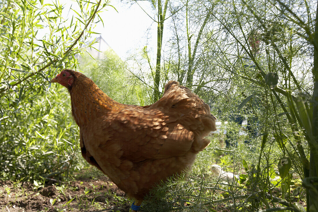 Hen with chicken, browsing crop beds, biological dynamic (bio-dynamic) farming, Demeter, Lower Saxony, Germany