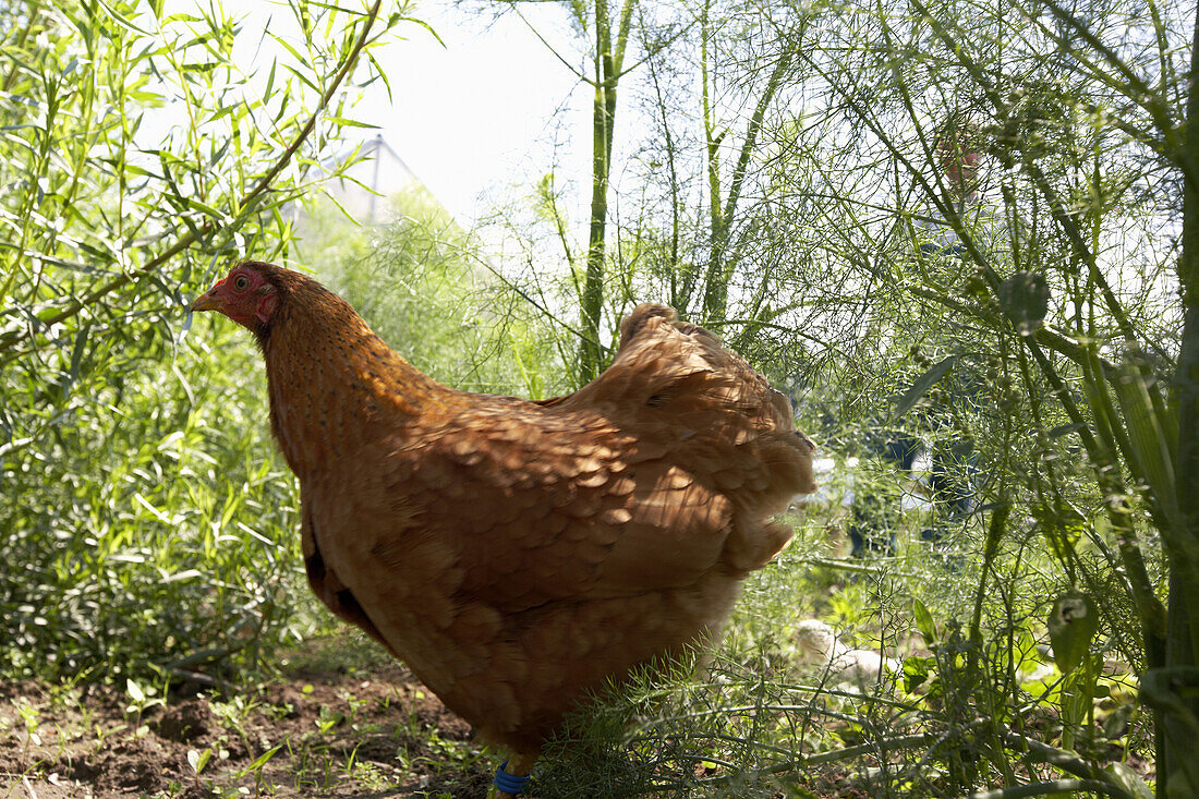 Lachshuhn mit Küken, biologisch-dynamische Landwirtschaft, Demeter, Niedersachsen, Deutschland