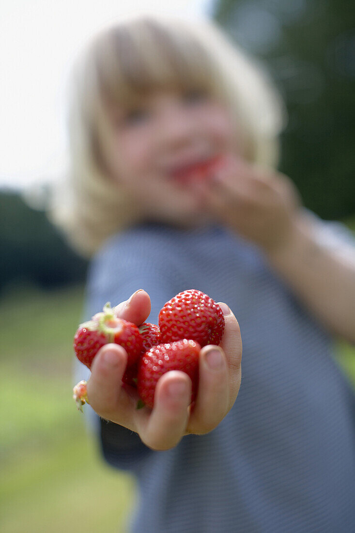 Junge hält frische Erdbeeren in der Hand, biologisch-dynamische Landwirtschaft, Demeter, Niedersachsen, Deutschland