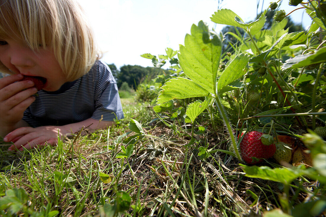 Junge liegt im Gras und isst frische Erdbeeren, biologisch-dynamische Landwirtschaft, Demeter, Niedersachsen, Deutschland