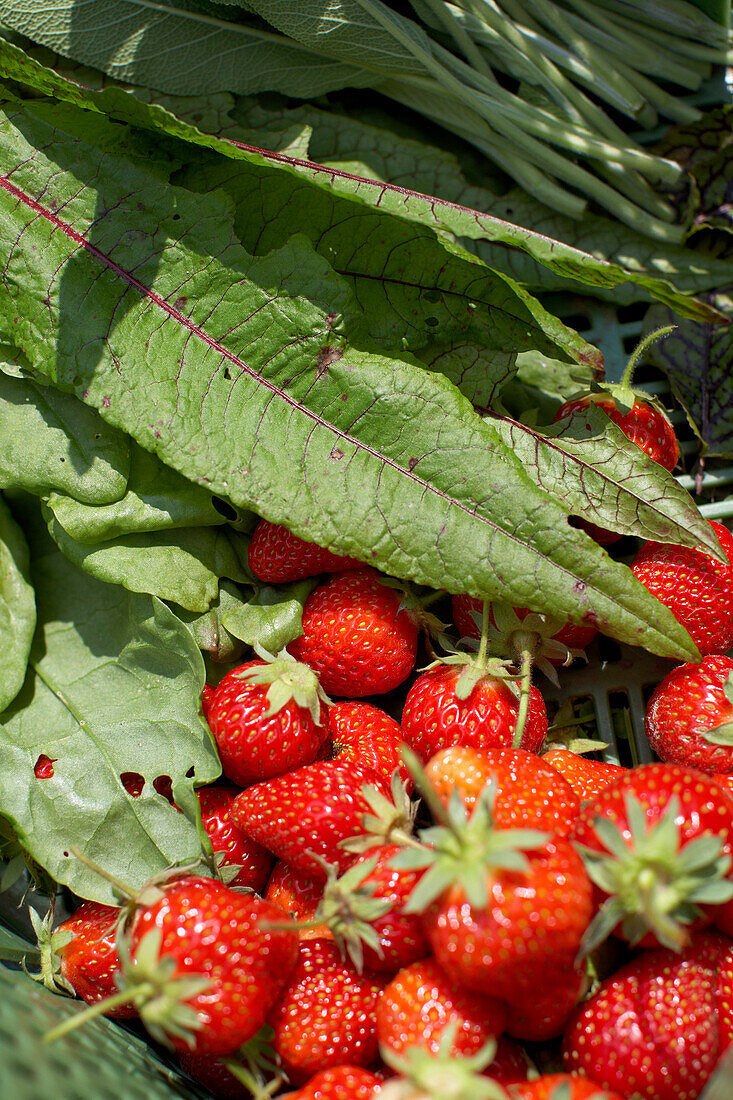 Erdbeeren und Sauerampfer, biologisch-dynamische Landwirtschaft, Demeter, Niedersachsen, Deutschland