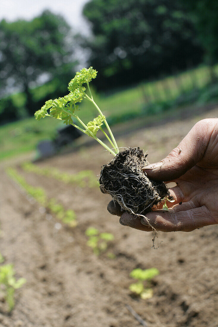 Hand holding parsley seedling, biological dynamic (bio-dynamic) farming, Demeter, Lower Saxony, Germany