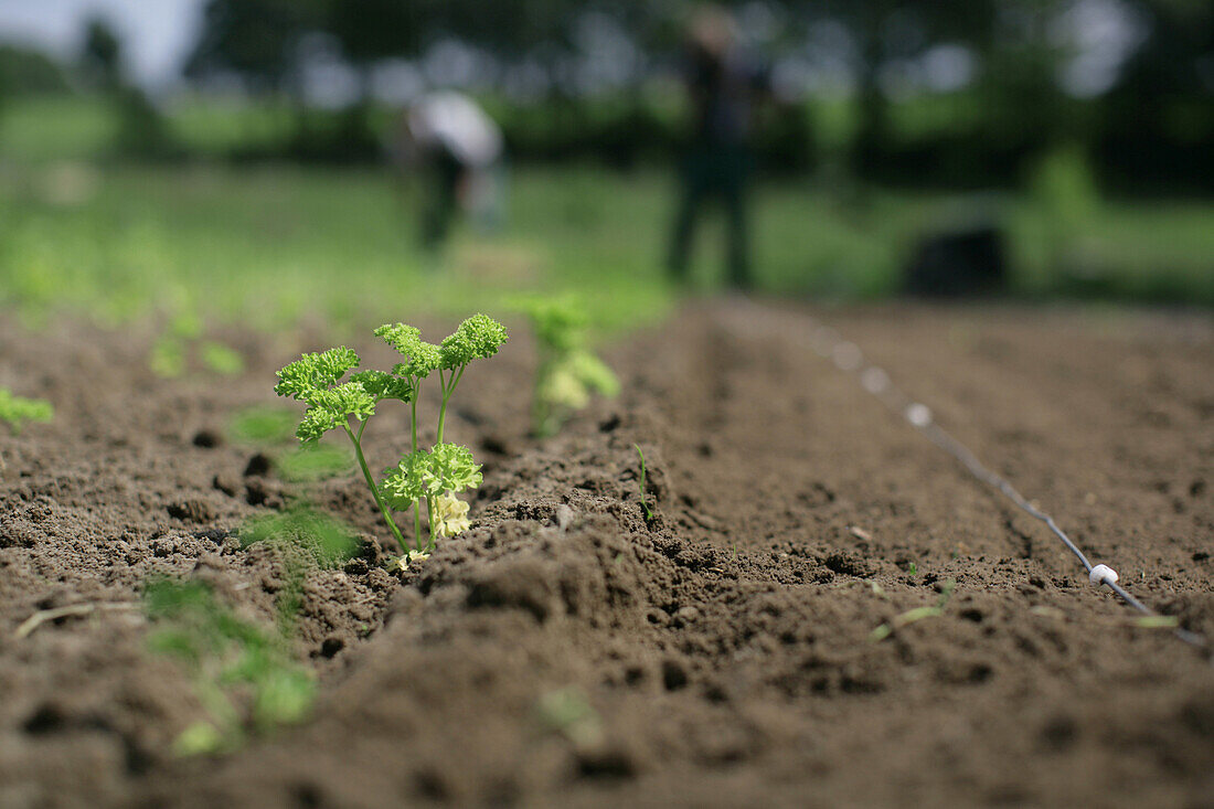 Parsley seedlings, biological dynamic (bio-dynamic) farming, Demeter, Lower Saxony, Germany