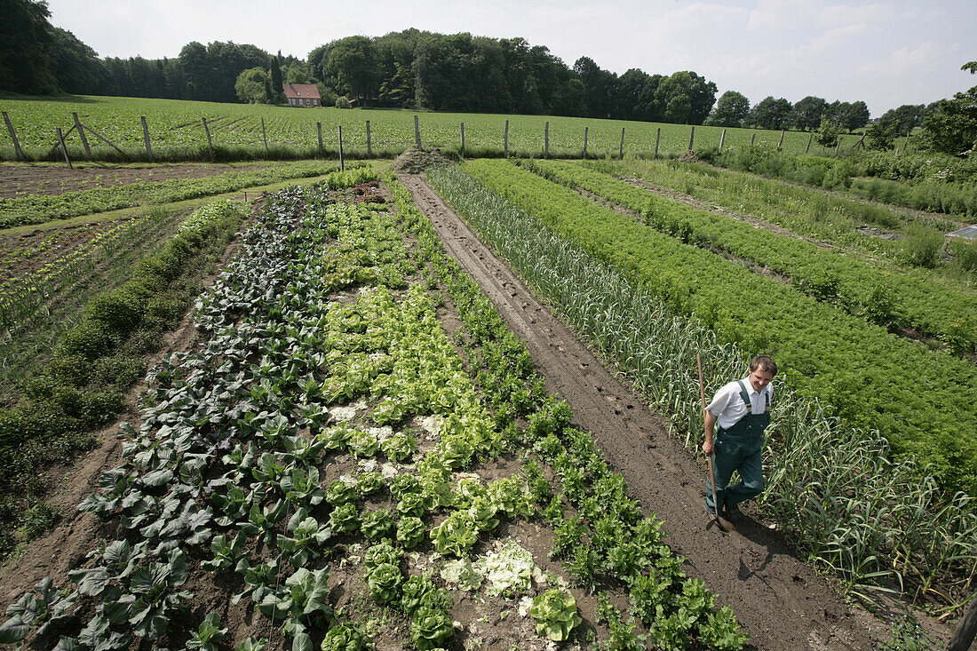 Landwirt zwischen Gemüsebeeten, biologisch-dynamische Landwirtschaft, Demeter, Niedersachsen, Deutschland