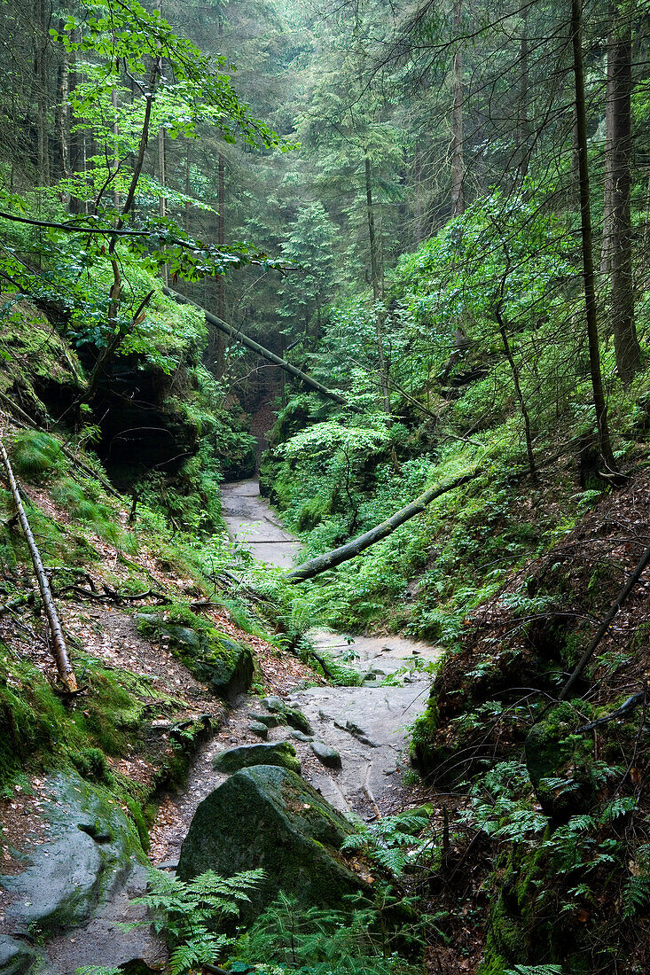 Uttewalder Grund, Nationalpark Sächsische Schweiz, Lohmen, Sachsen, Deutschland