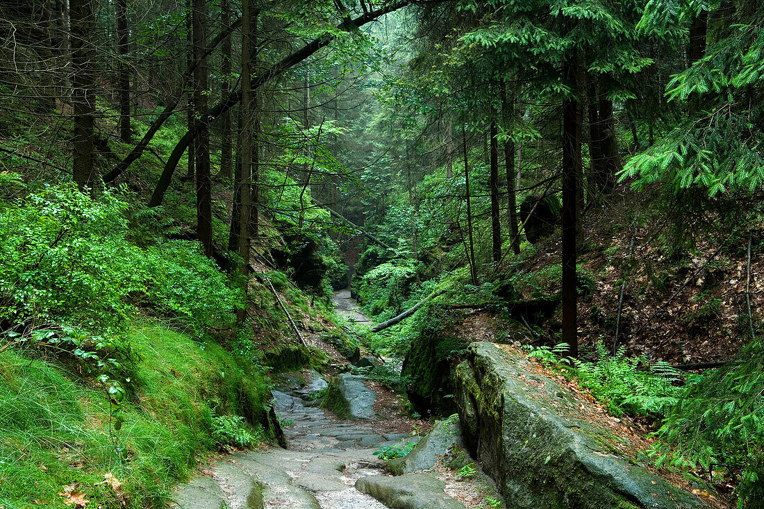 Uttewalder Ground, Saxon Switzerland National Park, Lohmen, Saxony, Germany