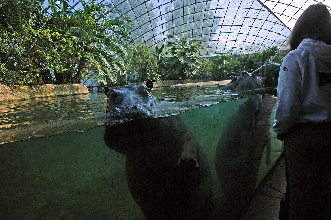 Flußpferdhaus im Berliner Zoo. Panoramaglasscheiben