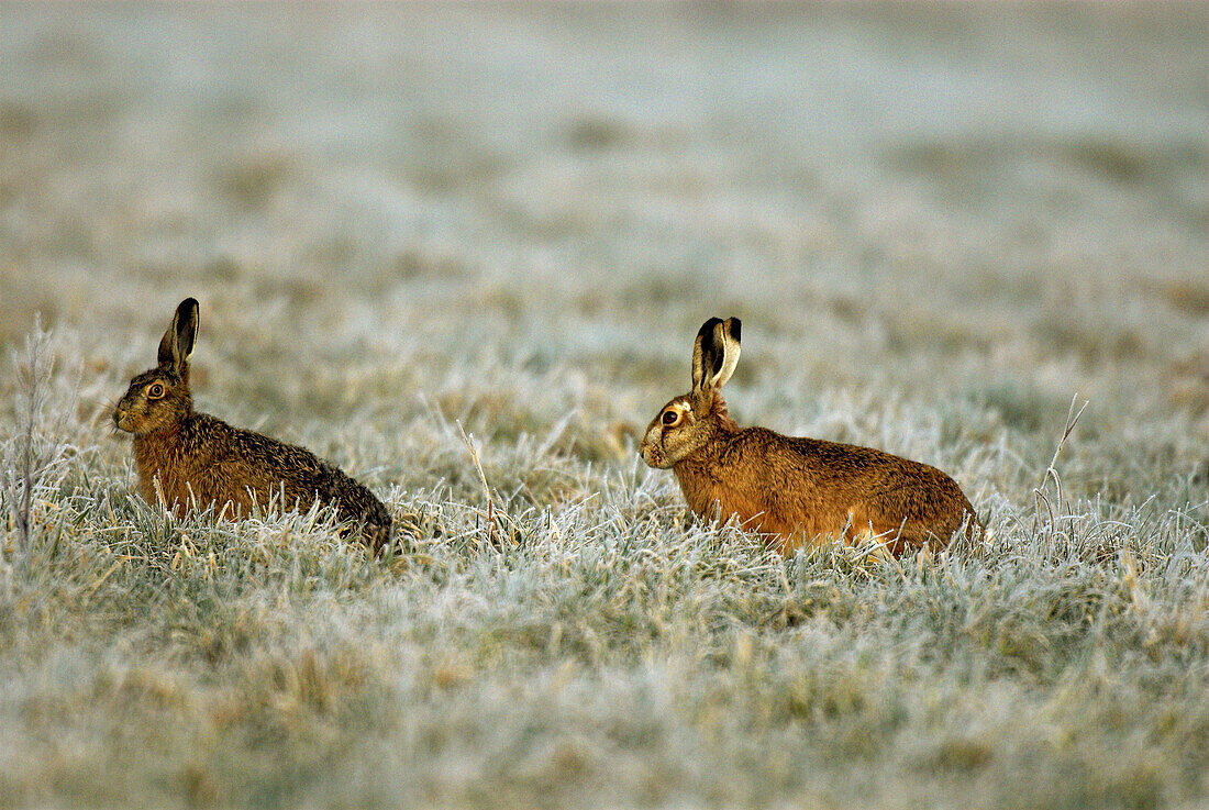 Hares (Lepus capensis europaeus) mating, male and female, meadow in hoar-frost, Franconia, Bavaria, Germany