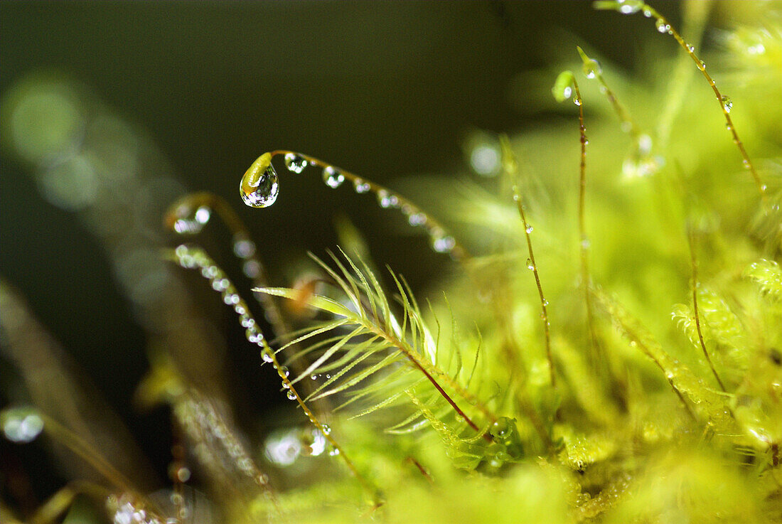 Moss cover with water drops, cloud forest on a volcano in the Minahasa highlands, North Sulawesi, Indonesia