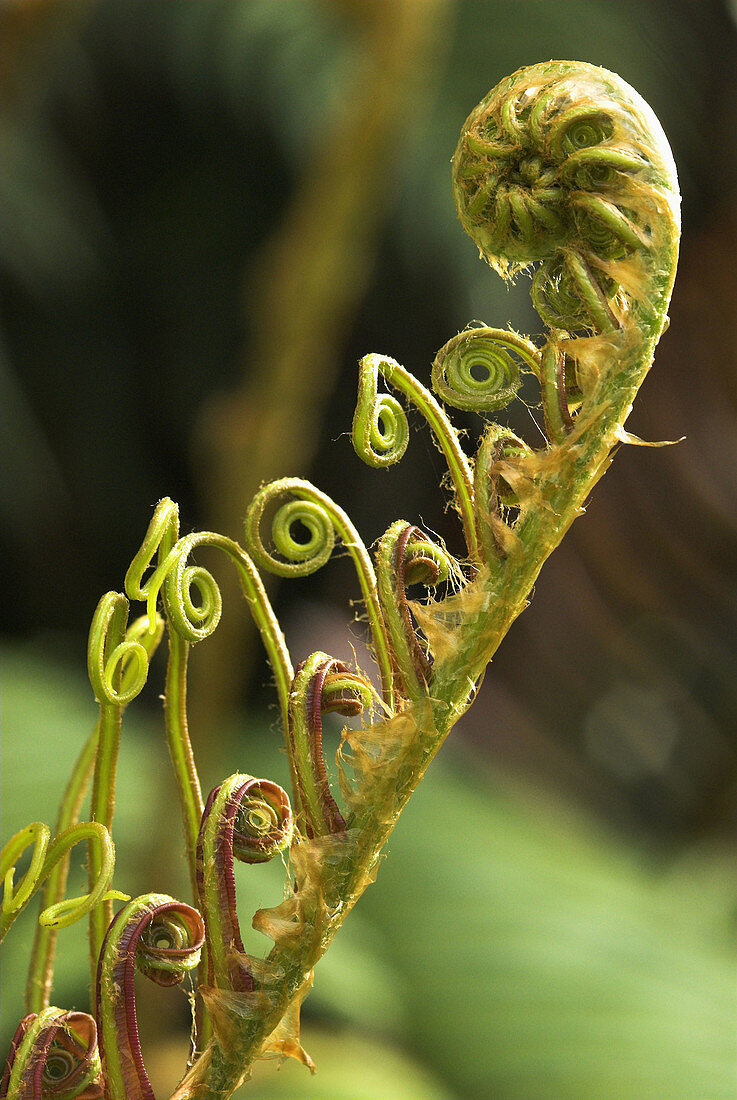 Frond of a fern, cloud forest on a volcano in the Minahasa highlands, North Sulawesi, Indonesia