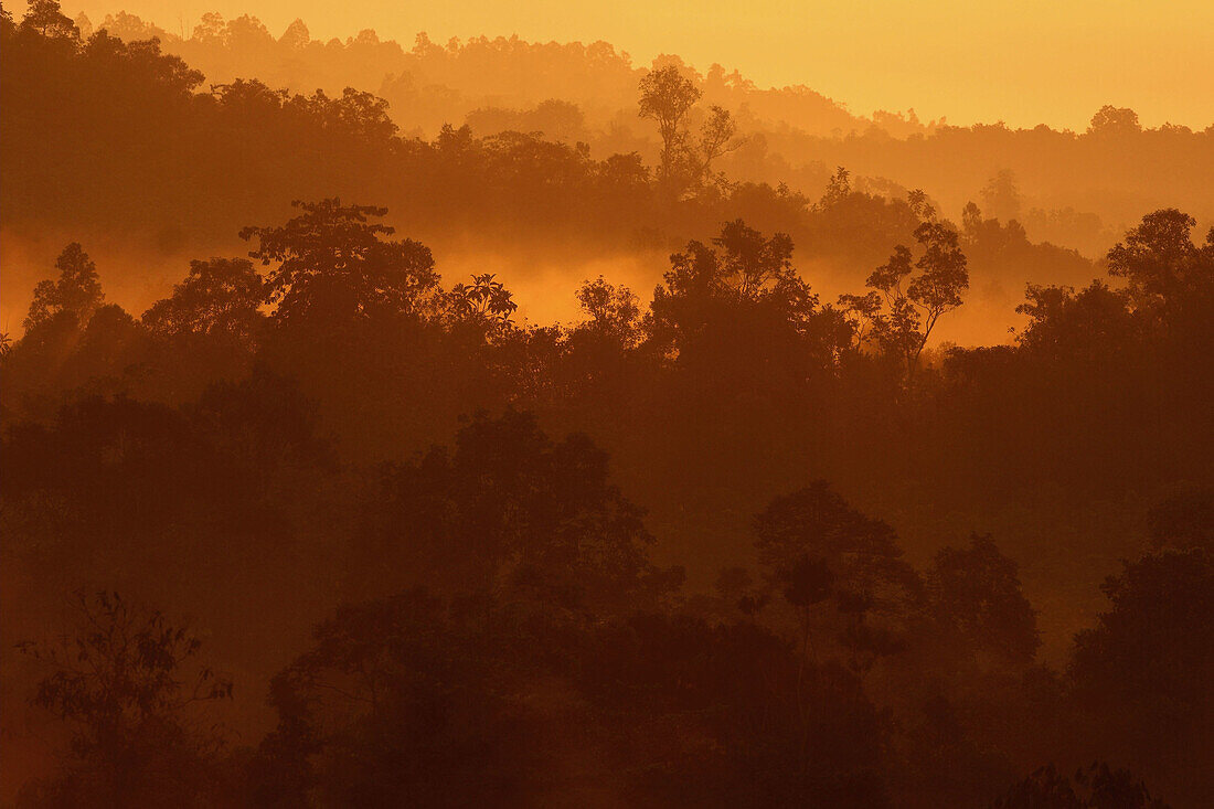 Daybreak with morning fog, tropical rainforest, view over canopy, Samboja-Lestari, Kalimantan, Borneo, Indonesia