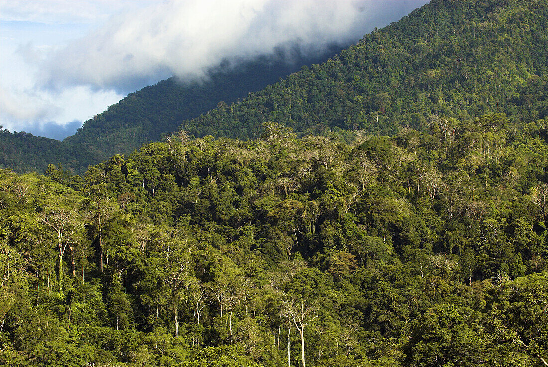 Tropical mountain rainforest, nature reserve, volcano Dua Saudara, North Sulawesi, Indonesia