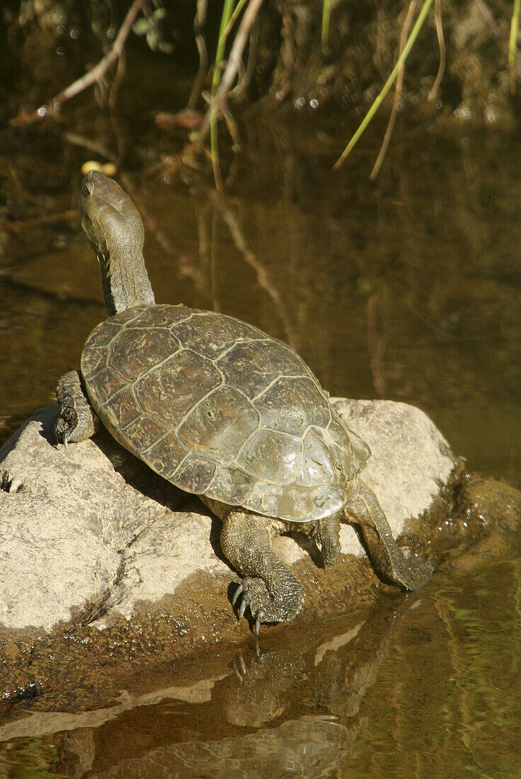 Turtle on River Estena, Navas de Estena, Cabañeros National Park. Ciudad Real province, Castilla-La Mancha, Spain
