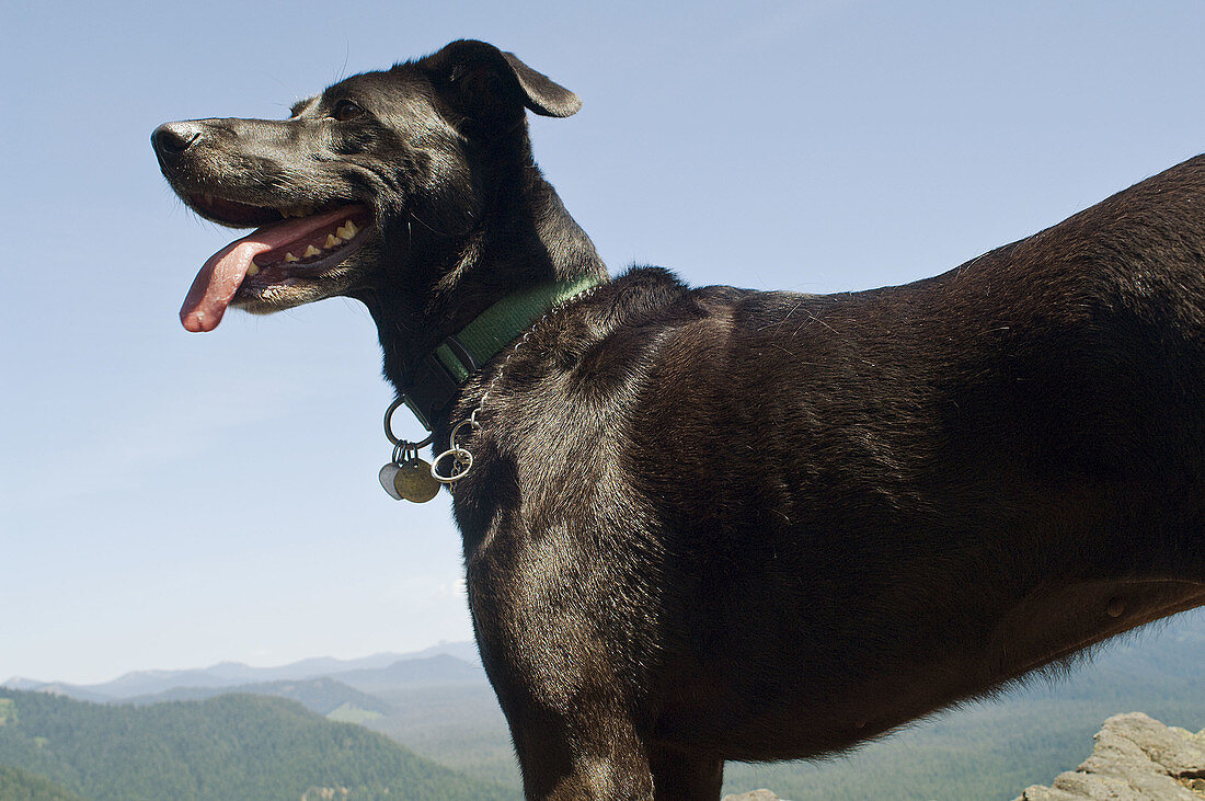 Celila and Blue Sky - Gifford Pinchot National Forest, WA