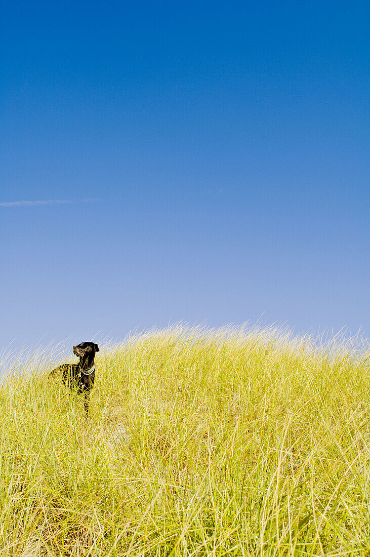 Dog in Coastal Grass - Oregon Coast