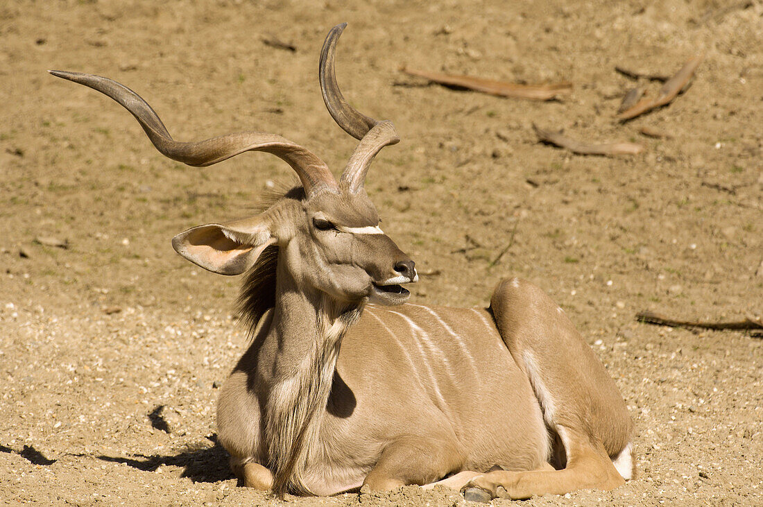 Male Greater Kudu (Tragelaphus strepsiceros) in the sun of Samburu reservation in northern Kenia.