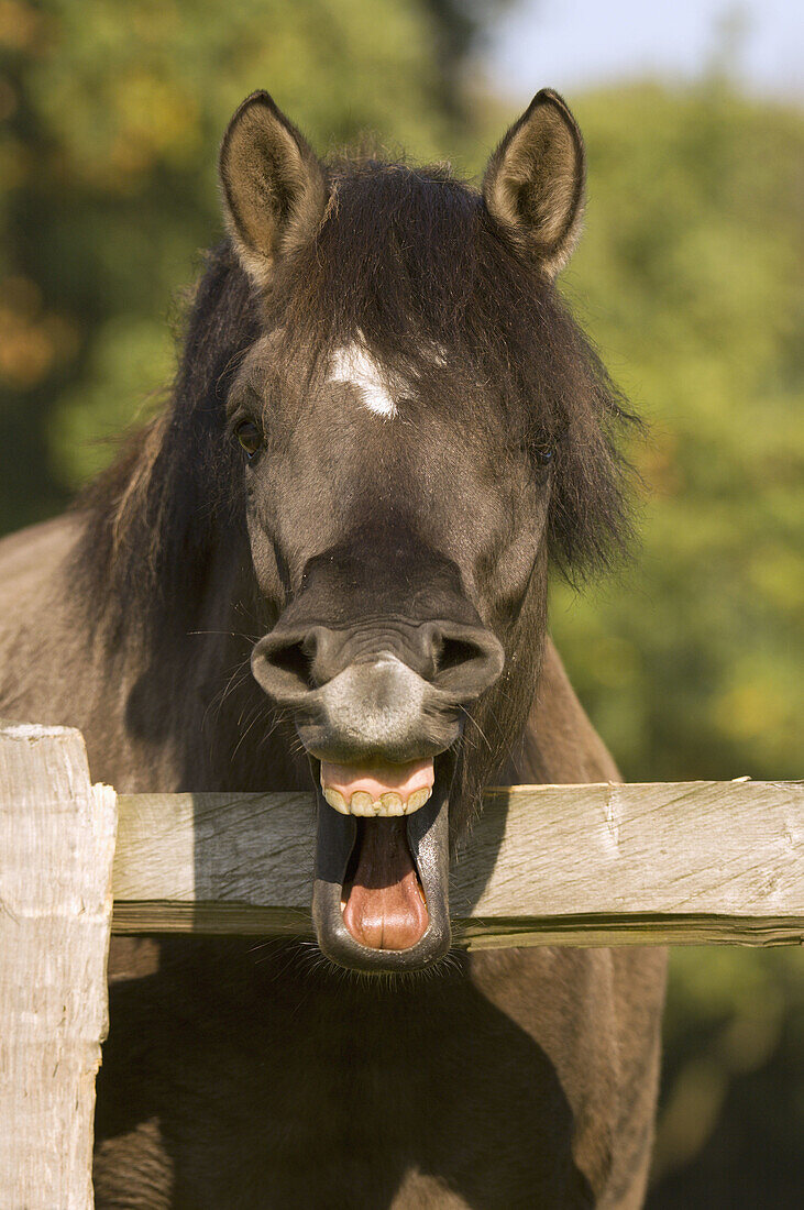 Portrait of a horse, which is showing his teeth. North Rhine-Westphalia. Germany