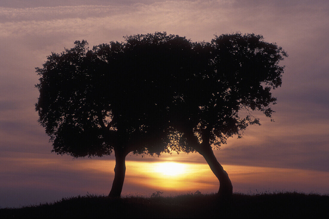 Two Stone Oaks (Quercus ilex) before sunset. Extremadura, Spain.