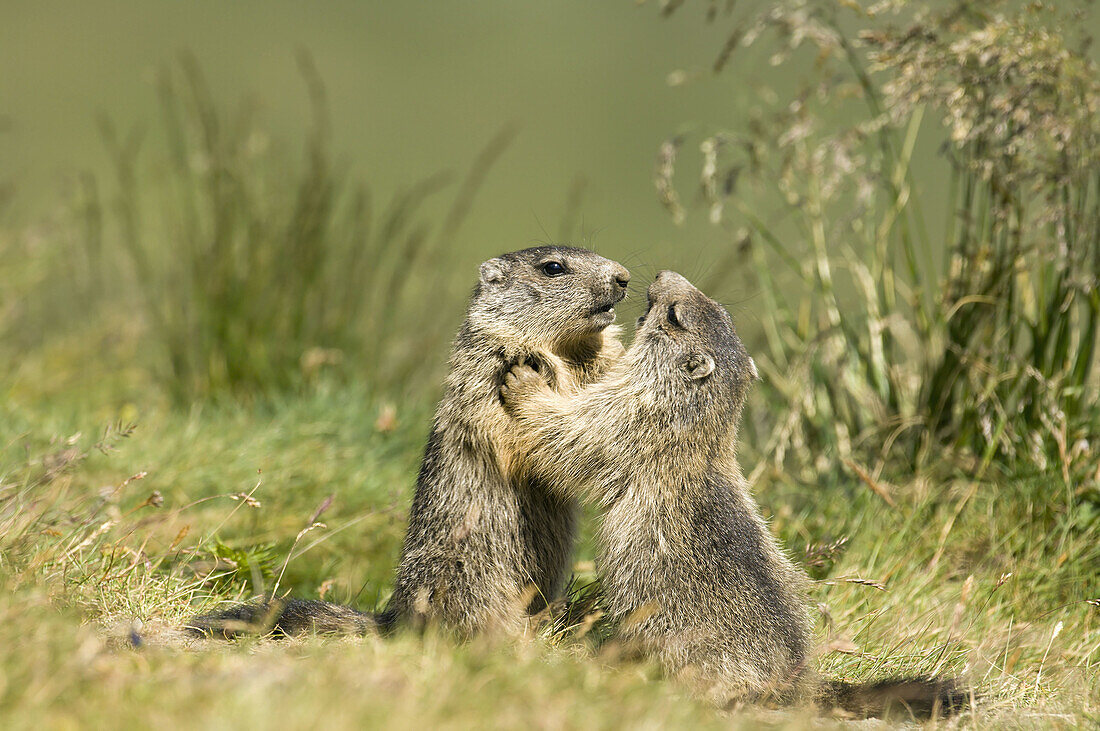Two young marmots fighting playful (Marmota marmota). Hohe Tauern, Austria.