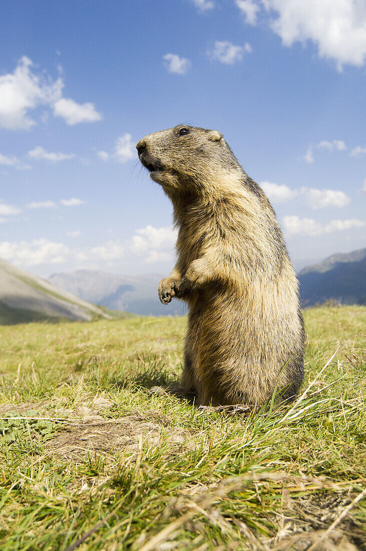 This marmot (Marmota marmota) take a look over his range for enemys. Hohe Tauern, Austria.