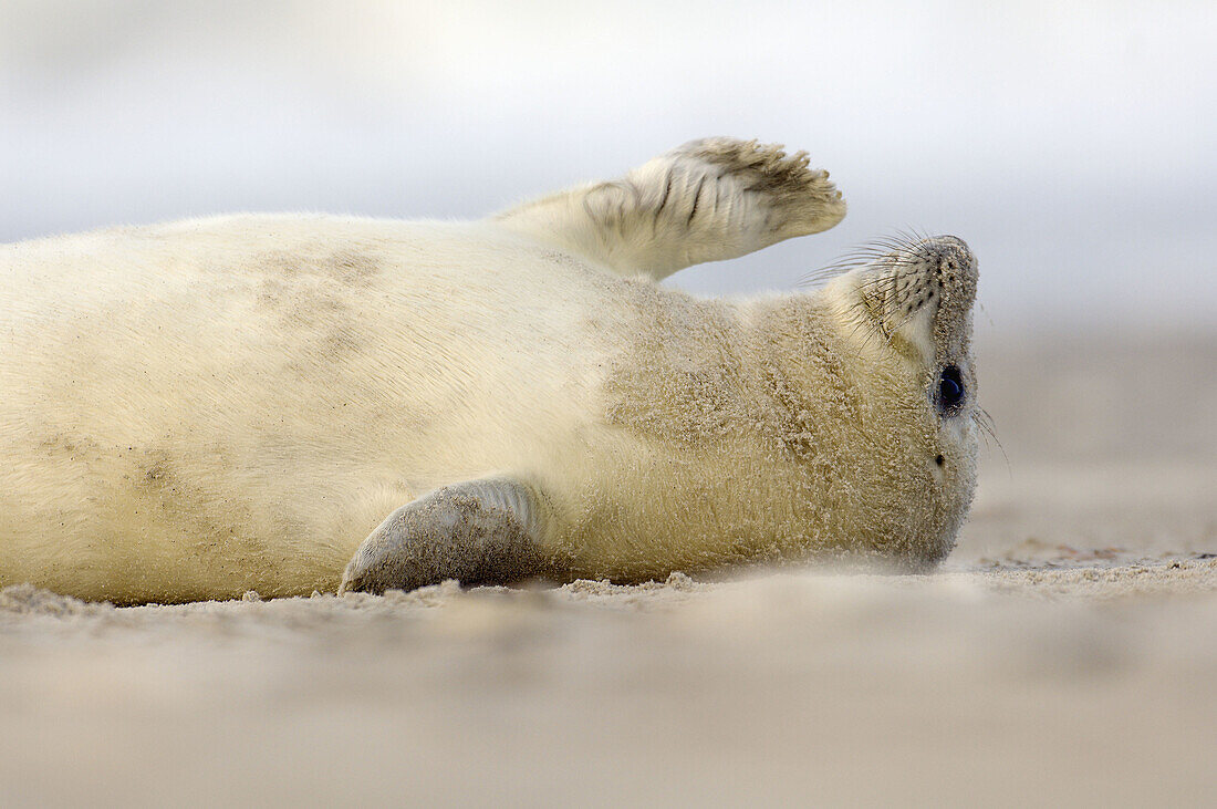 A baby seal (Halichoerus grypus), born in the wintertimes at the shore of Helgoland, is waiting for the mother, which is hunting for hours in the North Sea. Germany