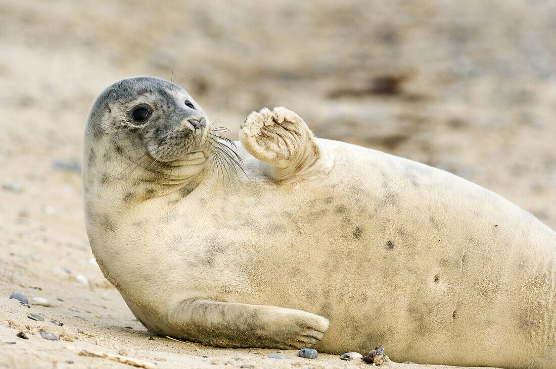 A younger seal at the shore, Helgoland, Germany