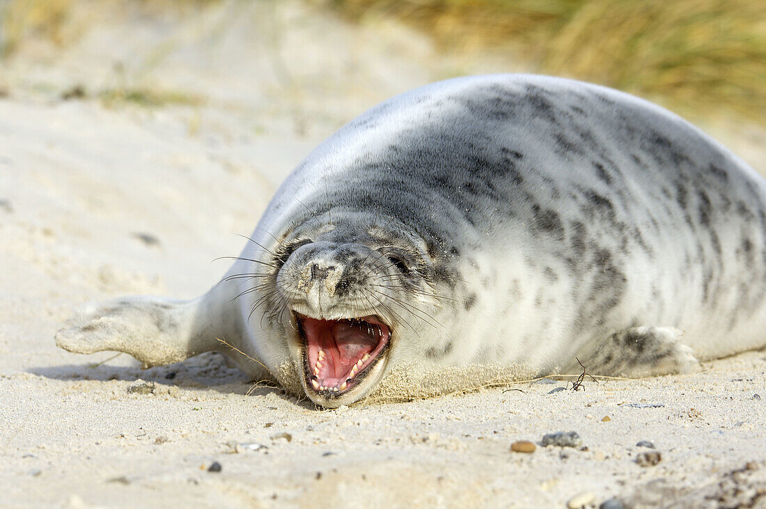 A tired young seal in the dunes (Halichoerus grypus). Helgoland, Germany