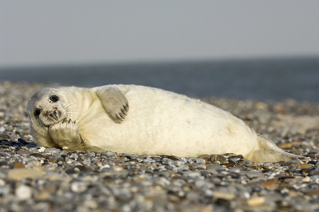 A baby seal, born in the wintertimes at the shore of Helgoland, is waiting for the mother, which is hunting for hours in the North Sea.